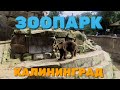 Калининградский зоопарк. Прогулка по парку. Калининград 2021