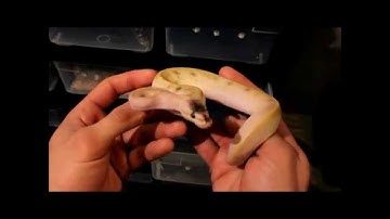new ball python pickup and collection update.