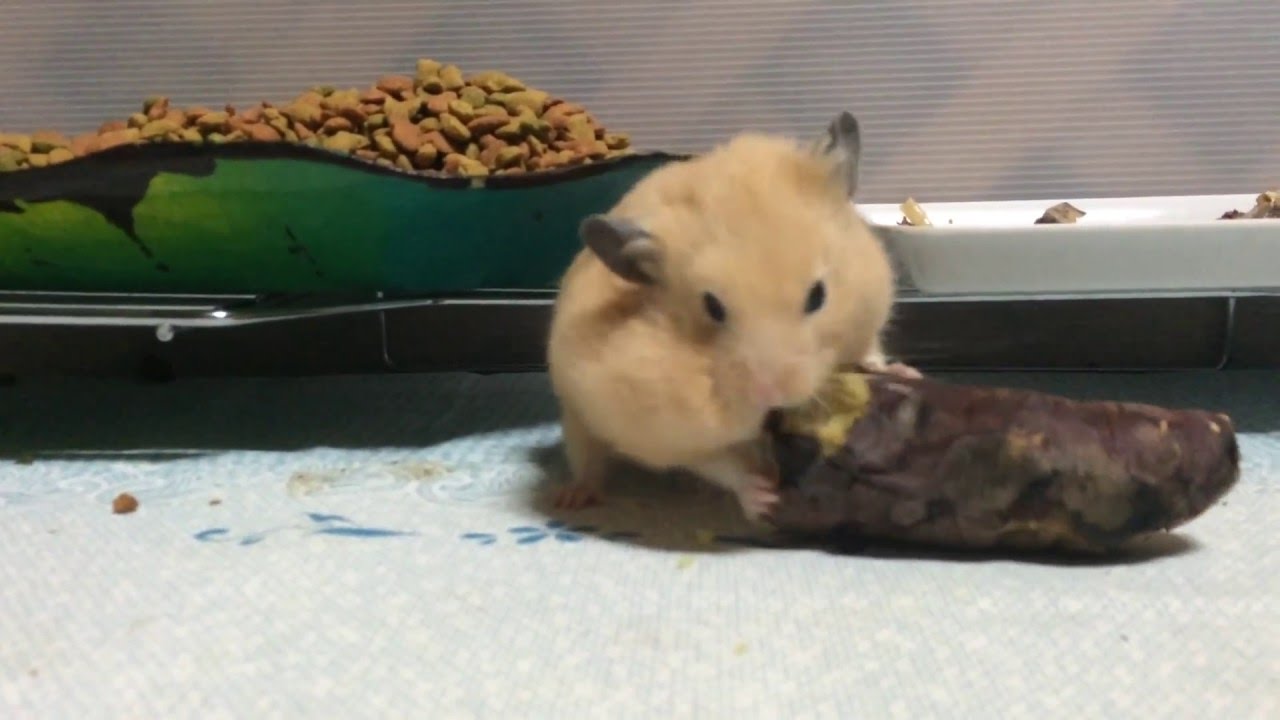 不和 壮大な シャトル ハムスター 焼き芋 Kasuga Houshuku Jp 不和 壮大な シャトル ハムスター 焼き芋 Kasuga Houshuku Jp