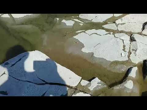 ბრაკონიერების მიერ გაფუჭებული თევზი.