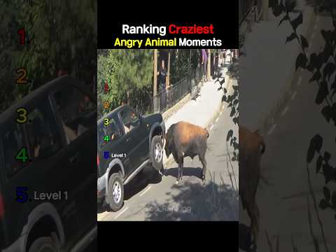 Ranking Craziest Angry Animal Moments thumbnail