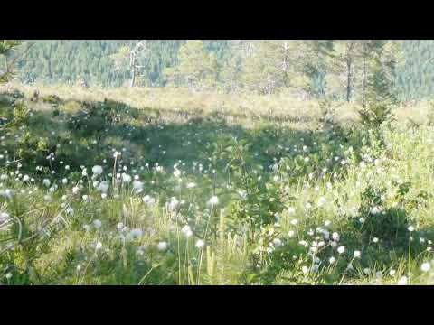 Video: Soak I Summer Adventures Ved å Lære å Henge En Hengekøye