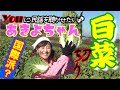 &ldquo;あきよちゃんの農業体験&rdquo; 白菜を収穫してみた! 民謡&演歌で頑張る谷島明世が地元・茨城県結城市で白菜切りを体験!