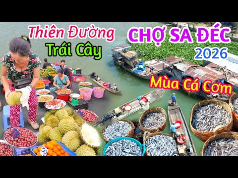 Mùa thu hoạch cá cơm - Chợ Sa Đéc, Thiên đường trái cây và Sầu riêng giá rẻ