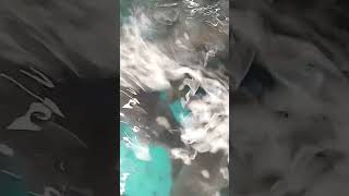 Fish Capp .Рыба Карп.