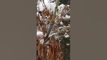 Thumbnail of ASH tree and fruit in winter ❄️ 🌲 #nature #ashtree #trees
