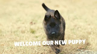 Our New 8 Week Old Dutch Shepherd Puppy “Gregory” Has Arrived | Grassroots K9