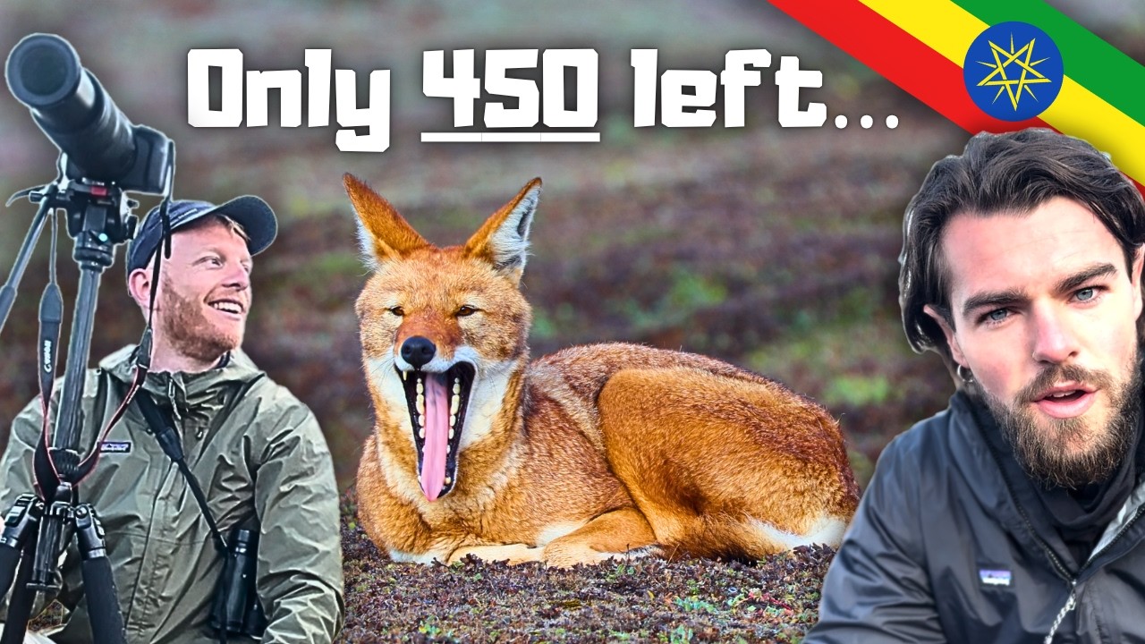 The Ethiopian Wolf: Africa's Rarest Canid