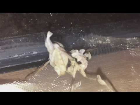Idolomantis Diabolica Devil Flower Mantis Female Freshly Moulted And Looking Stunning