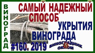 🍇 КАК УКРЫТЬ ВИНОГРАД НА ЗИМУ. 30 летний ОПЫТ. САМЫЙ ПРОСТОЙ СПОСОБ. Укрытие винограда землей. 🍇 КАК УКРЫТЬ ВИНОГРАД НА ЗИМУ. 30 летний ОПЫТ. САМЫЙ ПРОСТОЙ СПОСОБ. Укрытие винограда землей.