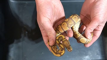 Unboxing Ultramel Ball Python