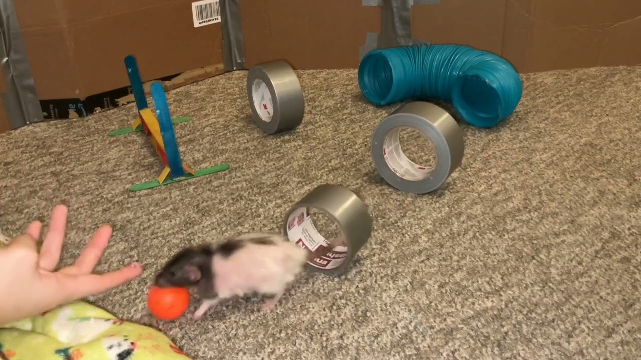 😂 FUNNIEST CAT VIDEOS OF October 2023