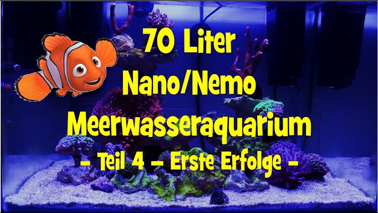 Meerwasseraquarium Nano Nemo 70 Liter - Teil 4 - Erste Erfolge -