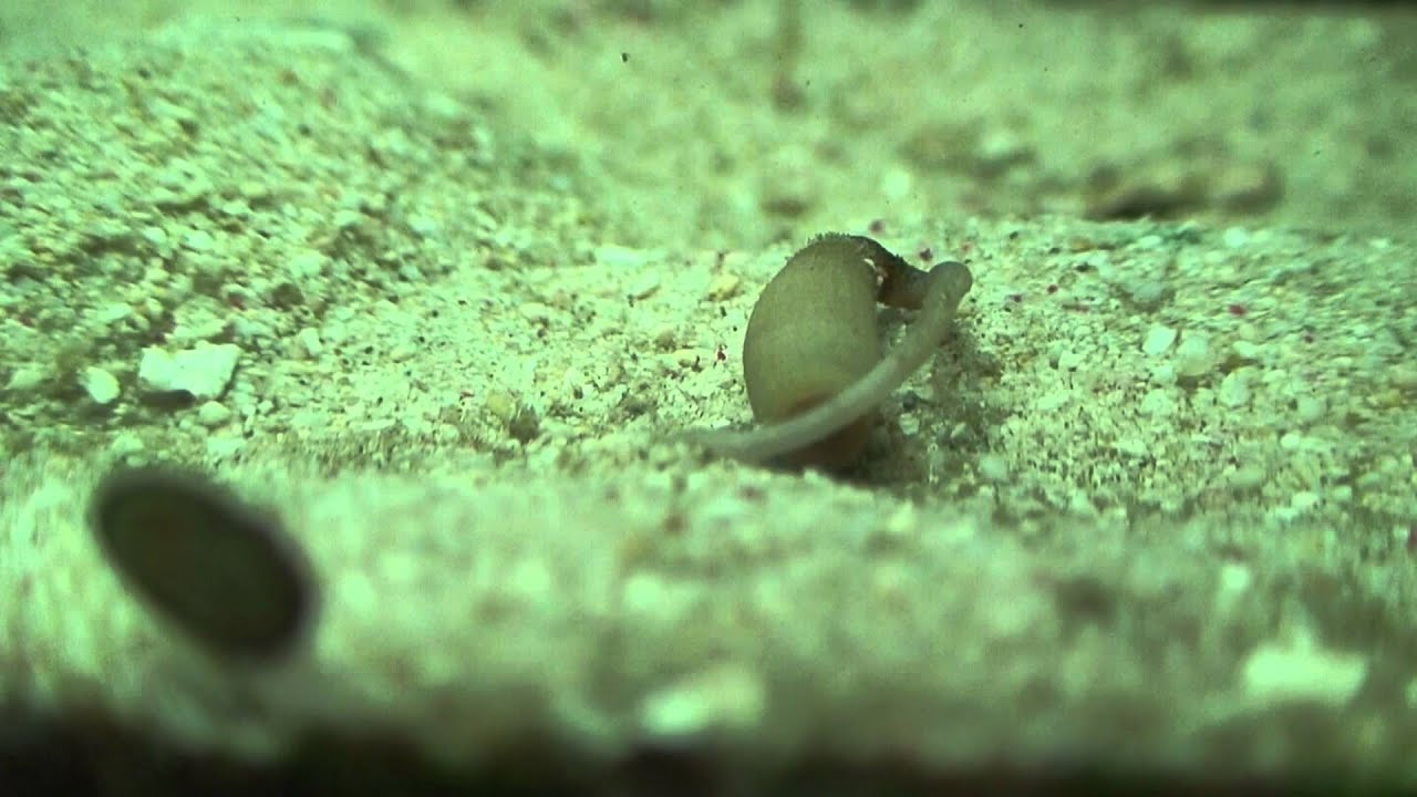 Peanut worms YouTube