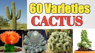 60 Varieties of Cactus Plants with names | Cactus Kinds | Plant and Planting 60 Varieties of Cactus Plants with names | Cactus Kinds | Plant and Planting