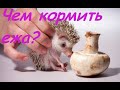 Чем кормить ежа???