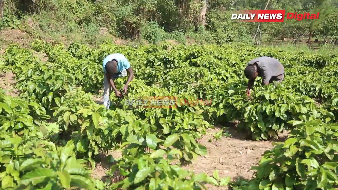 KANUNI NANE ZA ULIMAJI KAHAWA, UTATOBOA