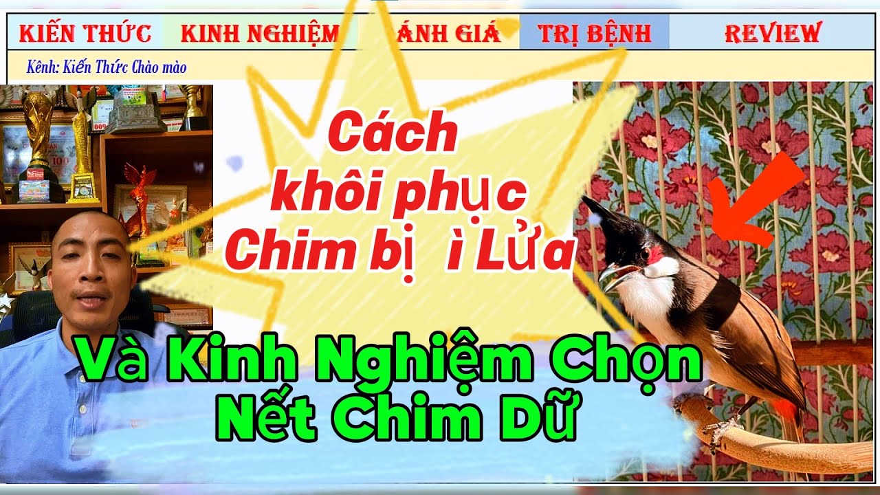 Cách khôi phục Chim bị ì Lửa và bị Bể cốt thế nào và Kinh nghiệm chọn Nết Chim
