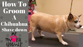 How to groom a Chihuahua Summer cut