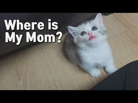 After <strong>Adopted</strong> by My Family, The Kitten Kept Looking For Her Mom