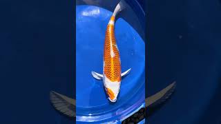 Marusei, Kujaku, 45-50cm, Nisai, sehr sauber! #koi