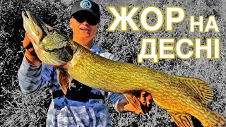 картинка: НА ДЕСНІ ПОЧАВСЯ ЖОР! Трофейна ЩУКА і СУДАК на Джиг у Жовтні