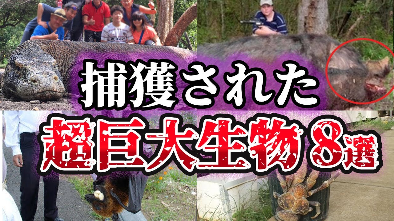 【ゆっくり解説】実在した捕獲された巨大生物8選【Part2】