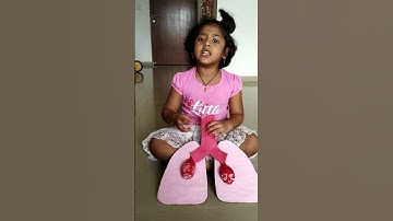 Respiratory system model by my 4 years old ...How Lungs Function