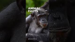 Animal Facts EP 8 : Chimpanzee Sign #animals #facts #shorts #fyp