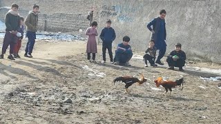 خروس جنگیAfghanistan war cock Kabul