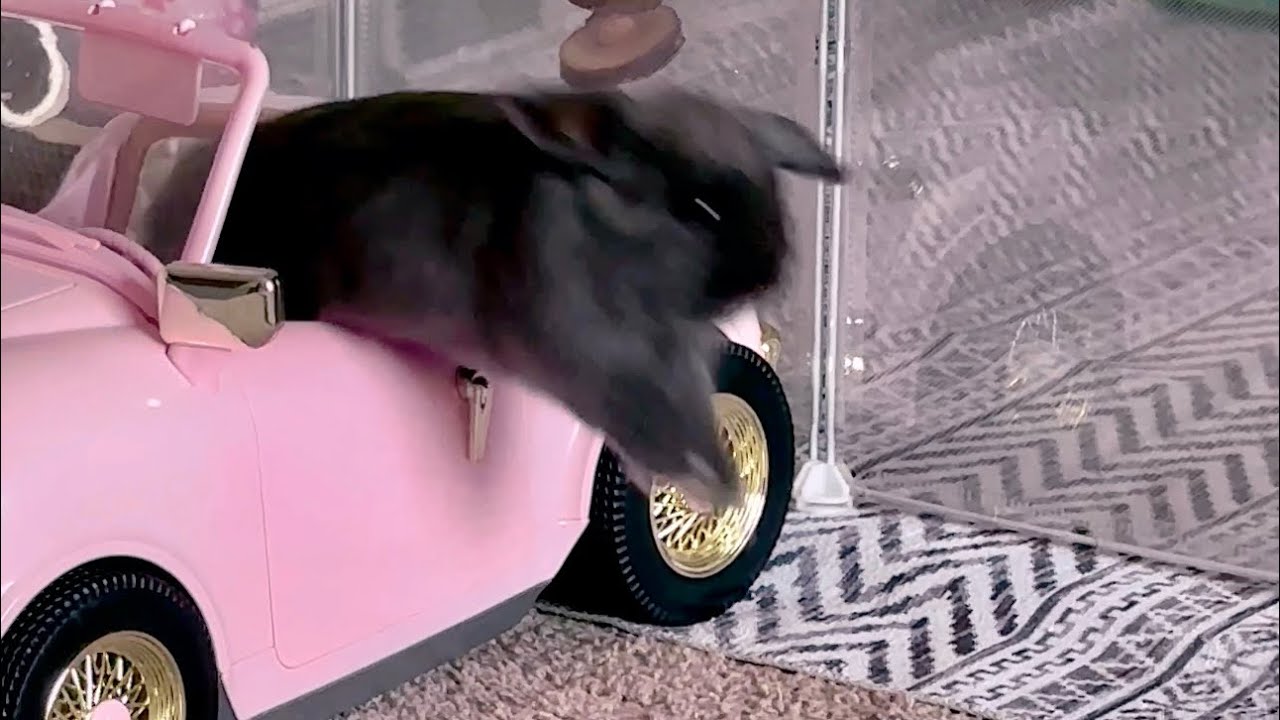 Funny Baby Bunny Rabbit Zoomies and Fun YouTube
