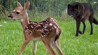 Deer Hunting Wolf Online 2 (+13) screenshot 2