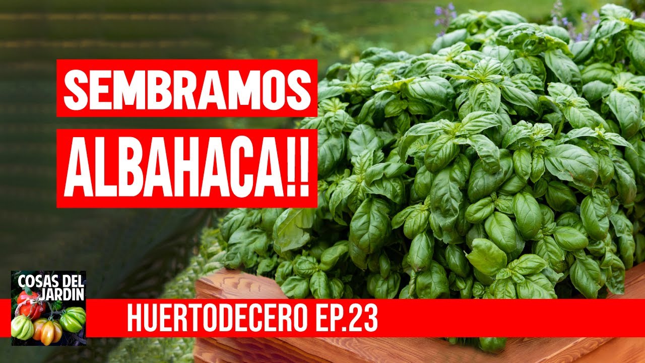 TE SIEMBRO ALBAHACA Y TE EXPLICO POR QUE SE TE PUDREN LOS CALABACINES #huertodecero Ep 23