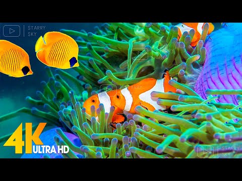 Download Aquarium 4K VIDEO (ULTRA HD) -  Beautiful Coral Reef Fish - Sleep Relaxing Meditation Music