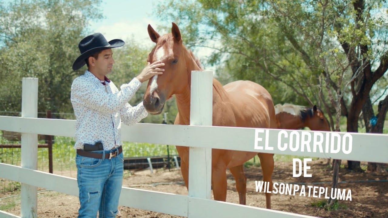 El Corrido de Wilson patepluma @elkatrinhn483