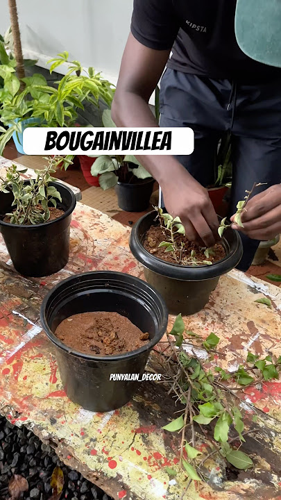 Bougainvillea planting 🪴#punyalan_decor #keralagarden #bougainvillea #propagation #home #planting