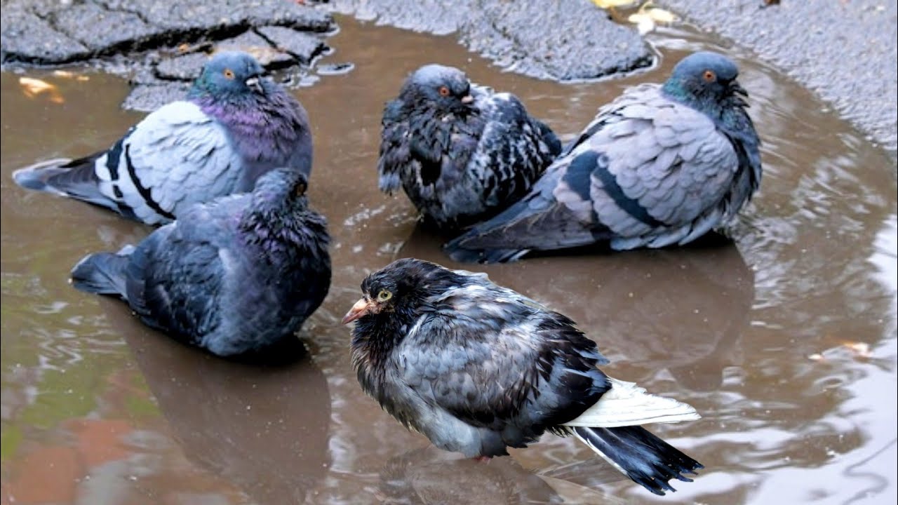 وداعاً امراض الحمام بسبب الشتاء والبرد والامطار | لو عملت الحاجات دي👌