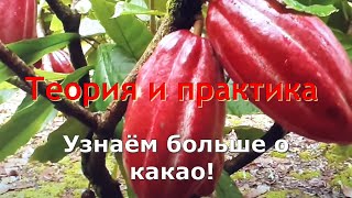 Теория и Практика (советы теоретиков) Узнаём больше о какао! Мой ватцап группа. 89060985117 Павел.