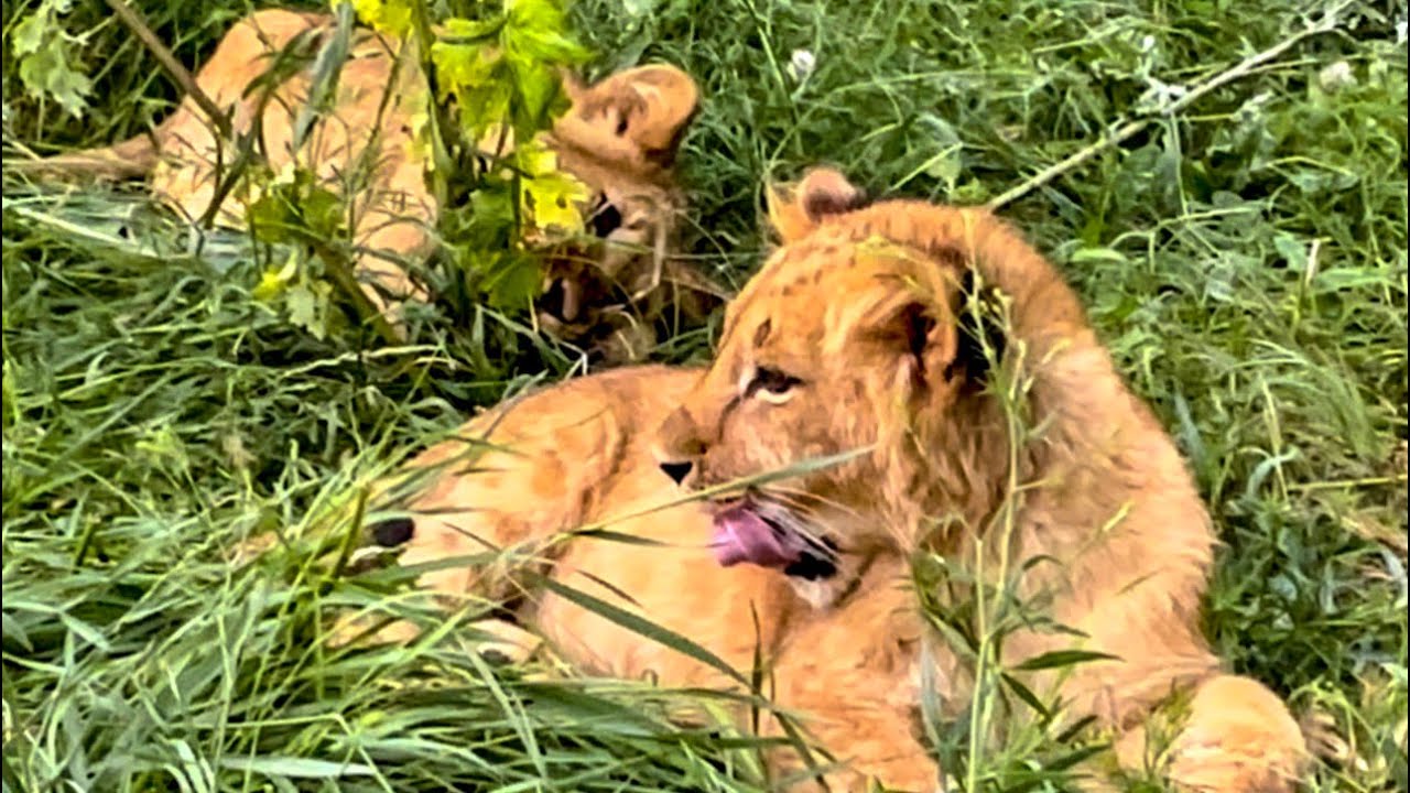 Мы в гостях у львят! Друзья, нас 900 000 и это прекрасно!