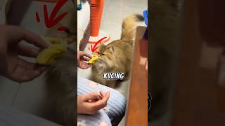 Ini alasan kucing tidak suka buah ini #shorts #faktakucing
