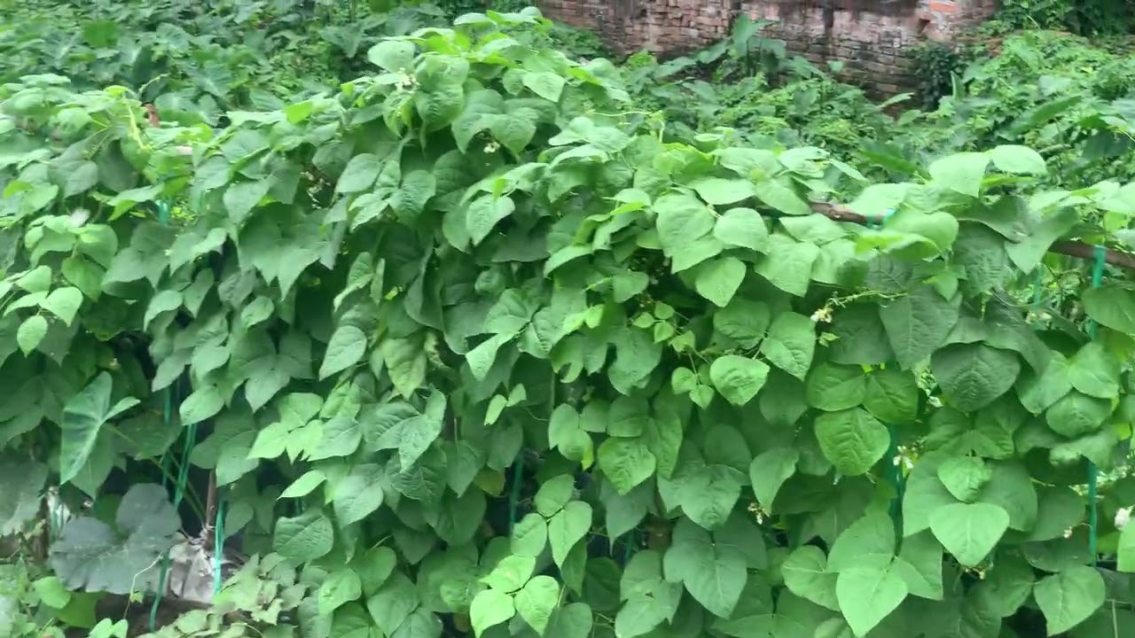 KHÁM PHÁ KHU VƯỜN TRIỆU ĐÔ CỦA MẸ  || Lan Thị 1986