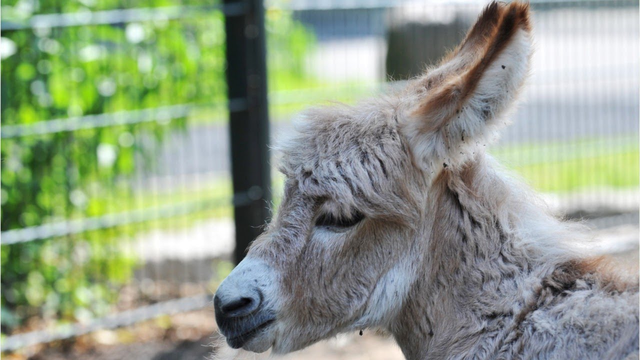 North Carolina Farm Rents Out Farm Animals For Video Calls YouTube north-carolina-farm-rents-out-farm-animals-for-video-calls-youtube