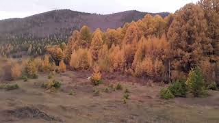 Осенний  хвойный лес (лиственница).