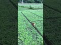 Dog & Dron Camera Funny