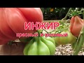 ИНЖИР (красный и розовый)