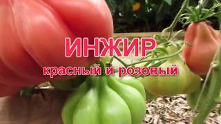 ИНЖИР (красный и розовый)