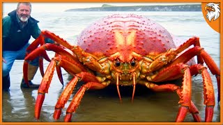 20 Deadliest Crustaceans in the World