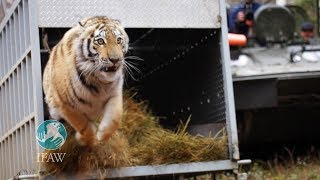Zolushka - Ifaw Releases An Amur Tiger Back Into The Wilds Of Russia