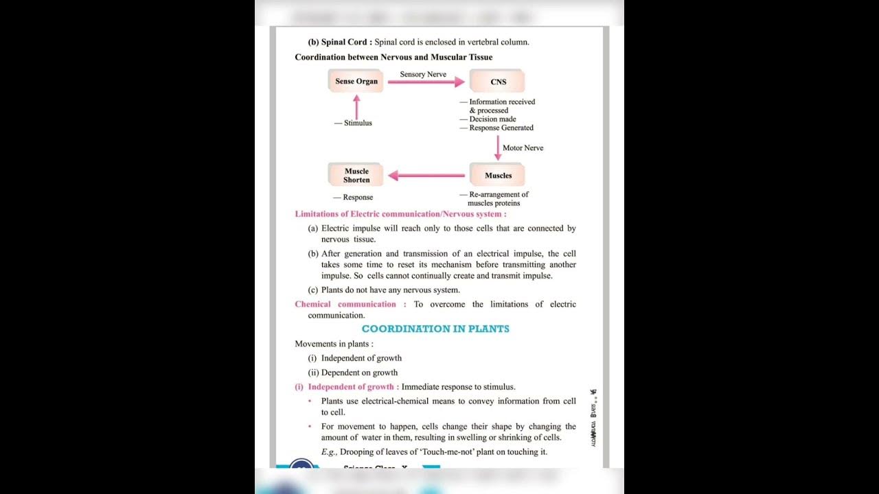 class 10th science 🧪 chapter 7(control and coordination) notes # study ...