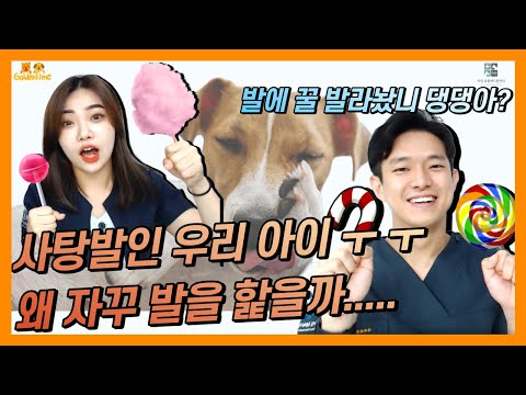 [골든타임] 우리 아이 발은 사탕발...(?) 이에요.. 강아지가 발을 핥는 진짜 이유와 대처방법 _ #7 우리 아이가 왜 그럴까